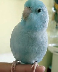 Cet adorable perroquet bleu est spectaculaire. Regardez ce qu'il fait !