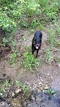 C'est bien la première fois qu'un chien aurait aimé être un chat juste 2 secondes