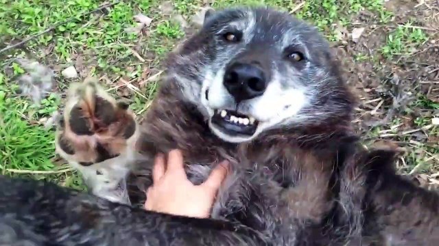 Quand on lui fait des calins, ce loup se transforme en nounours... Adorable