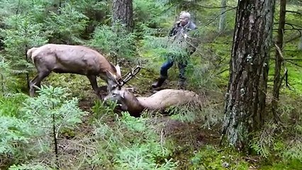 Download Video: Ces hommes sauvent 2 cerfs coincés l'un dans l'autre à bout de force