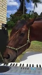 Caballo toca el piano con gran habilidad