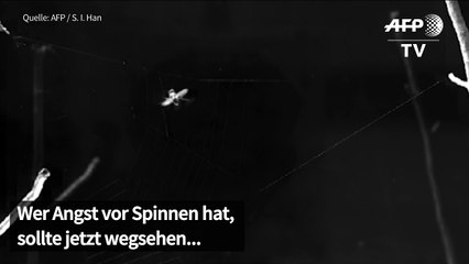 Katapult-Spinne schleudert sich selbst auf ihre Beute