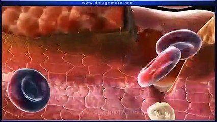 English_-_Blood_Clotting