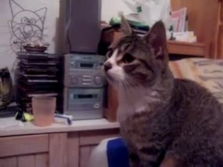 le chat piqué par une mouche