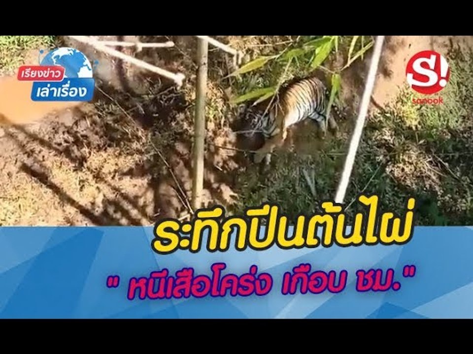 เรียงข่าวเล่าเรื่อง ลุ้นระทึก ครูสาวปีนต้นไผ่หนี "เสือโคร่งทุ่งใหญ่ฯ" เดินป้วนเปี้ยน นอนเล่นสบายใจ