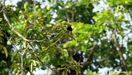 Leben im Kronendach (1/2) - Sonnenanbeter im Regenwald