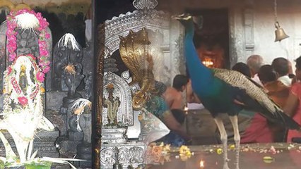 Mangalore: ಮಂಗಳೂರಿನ ಶ್ರೀ ಅನಂತ ಪದ್ಮನಾಭ ಸುಬ್ರಮಣ್ಯ ದೇವಸ್ಥಾನದಲ್ಲಿ ನವಿಲು ಪ್ರತ್ಯಕ್ಷ  | Oneindia kannada