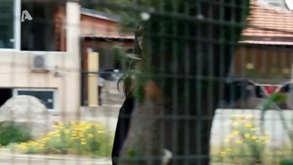 Το τατουάζ – 2ος Κύκλος – Επεισόδιο 250