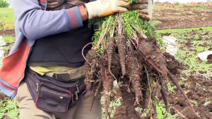 Alıcısı hazır siyah havuçta hasat heyecanı - HATAY
