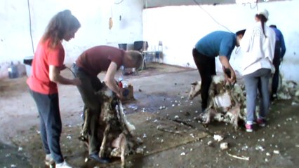 Koyun kırkarak harçlıklarını çıkarıyorlar - BALIKESİR