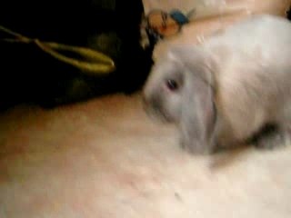 pan-pan et son escapade