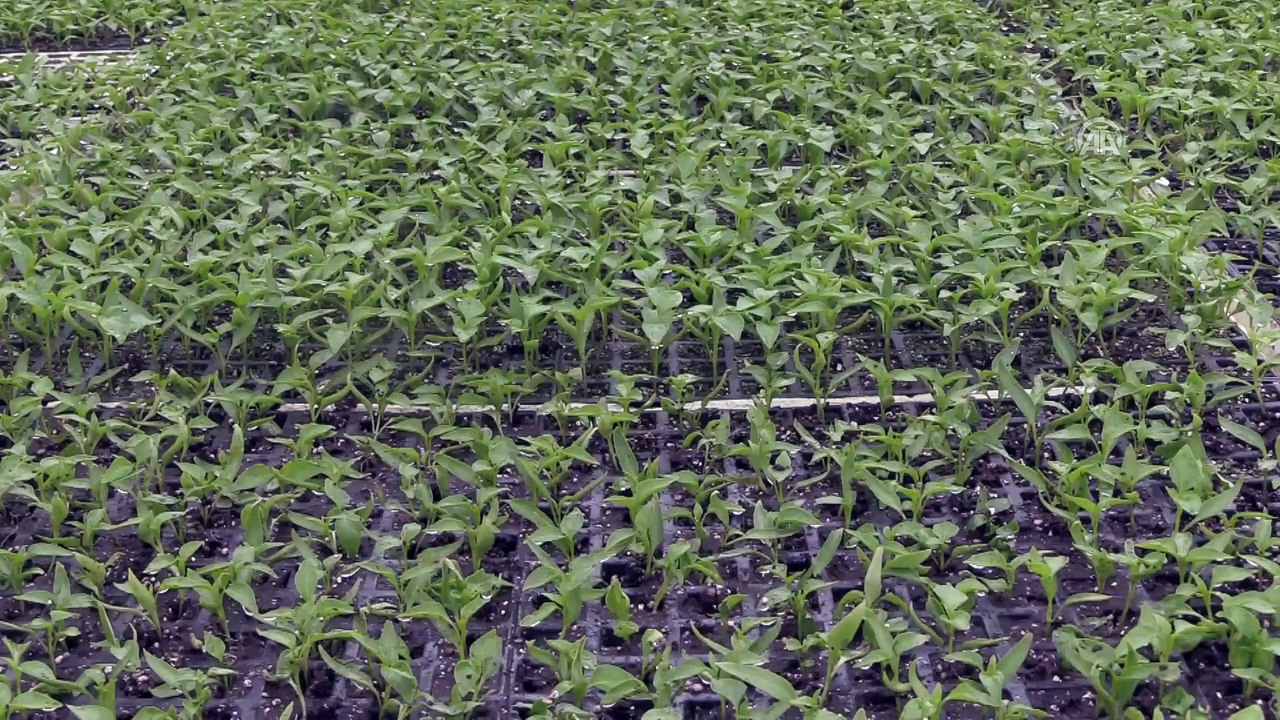 Bilecik'ten 40 ülkeye hibrit tohum gönderiyorlar - BİLECİK