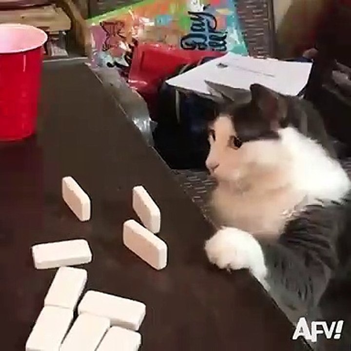 Un chat mauvais perdant