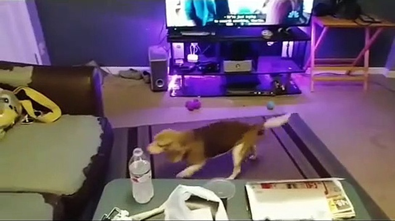 Un chien perfectionne sa course d'élan avant de sauter sur le canapé