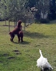 Une oie fait la loi avec deux alpagas