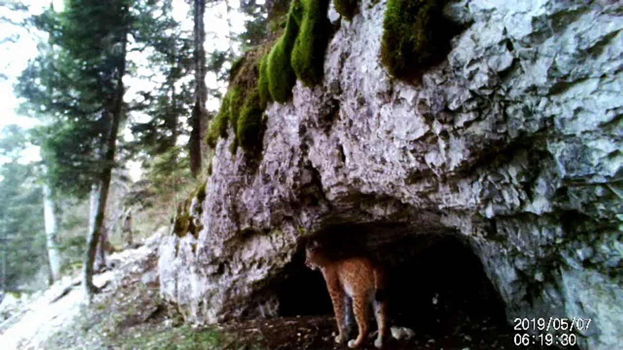 Il filme deux lynx dans le Haut-Doubs