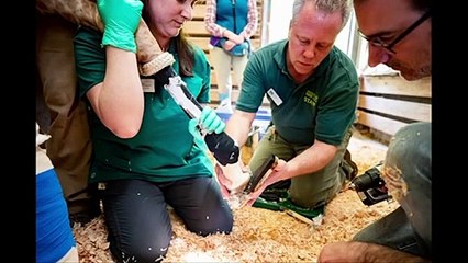 Baby giraffe at Seattle zoo gets therapeutic shoes