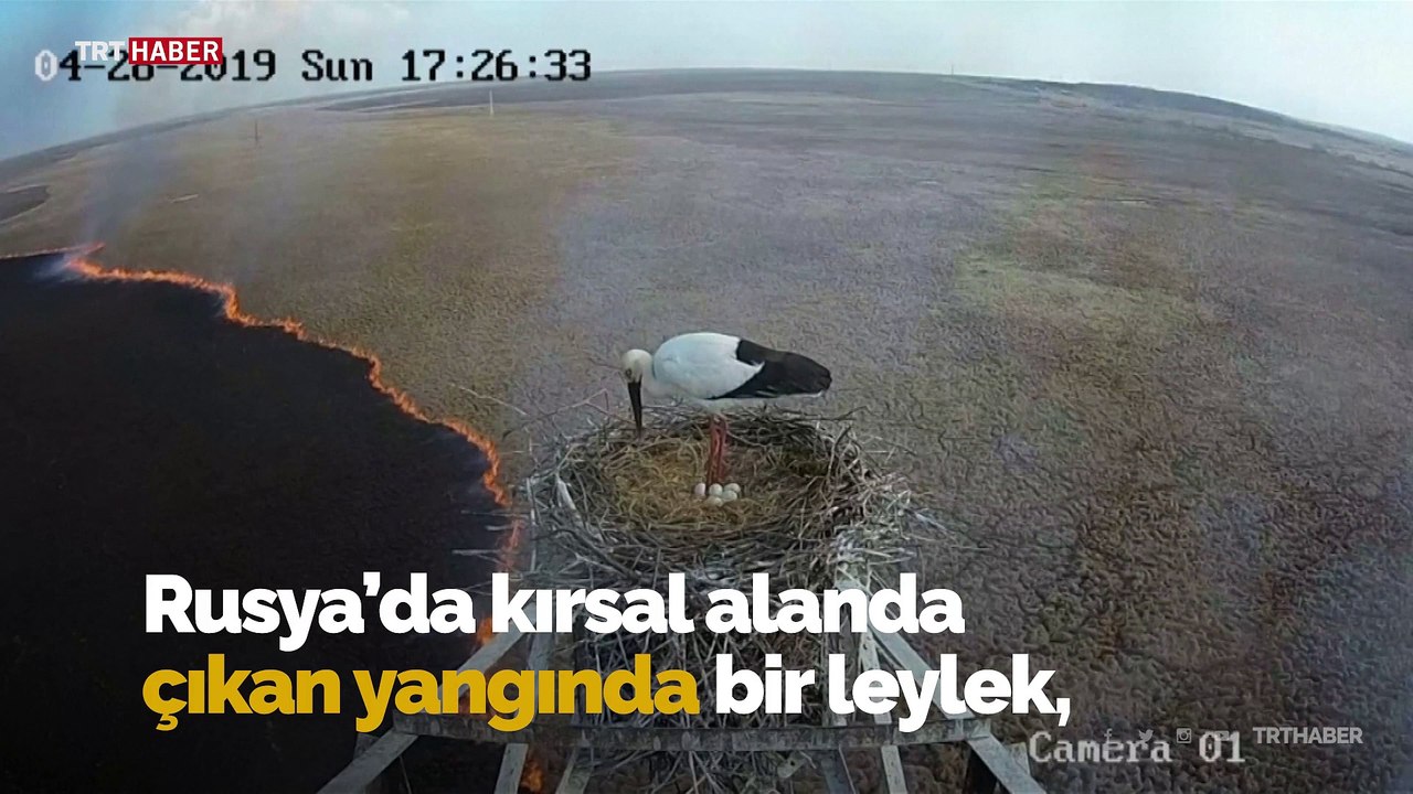 Yangına rağmen yuvasını terk etmedi