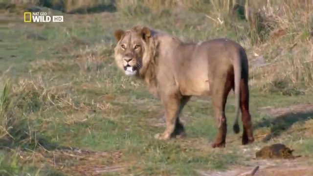 Vahşi Yolculuk Botsvana Türkçe Hayvan Belgeseli National Geographic