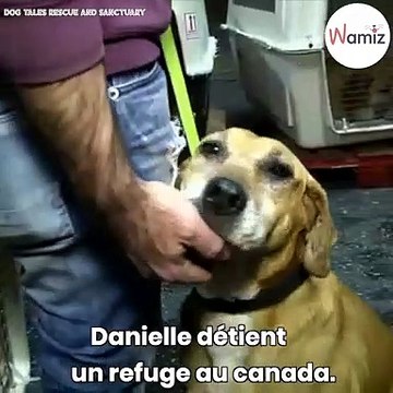 Elle n’arrive pas à choisir quels chiens sauver et décide d'acheter tout le refuge !