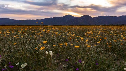 Stunning time lapse of milky way over California desert wildflower bloom