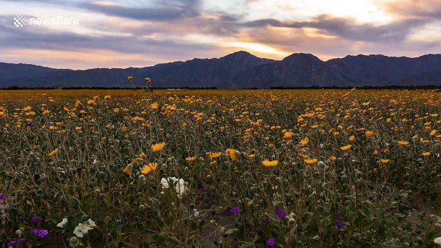 Stunning time lapse of milky way over California desert wildflower bloom