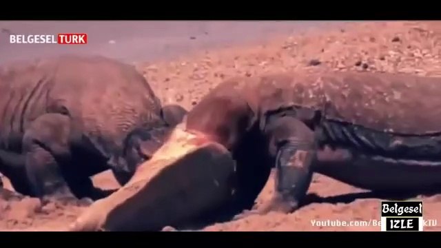 Belgesel İzle - En Vahşi Hayvanlar Belgeseli