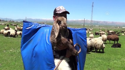 Çobanların zorlu ramazan mesaisi - MUŞ