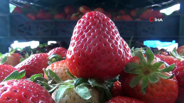 İnegöl çileğinde ilk hasat başladı
