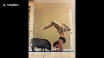 Cuddles and kisses for US pet pig while owner does yoga