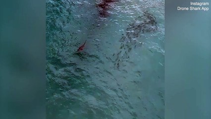 Köpek Balığından Habersiz Yüzmeye Devam Eden Kişinin Korku Dolu Anları_