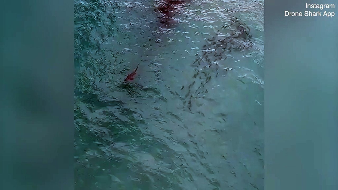 Köpek Balığından Habersiz Yüzmeye Devam Eden Kişinin Korku Dolu Anları_