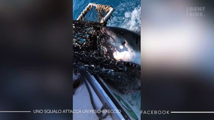 Uno squalo bianco attacca un peschereccio