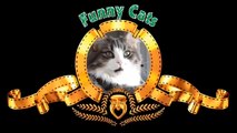Gatti pazzi ✪ Gatti divertenti ✪ Prova a non ridere #60