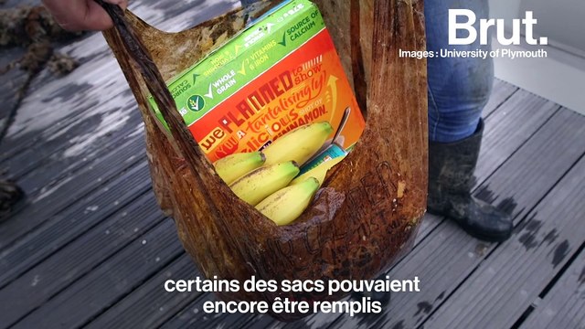 Les sacs biodégradables ne le seraient pas vraiment