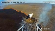 Wildfire engulfs field as stork nests above