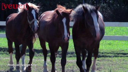 Horse Owner Gets No Jail Time For Over 30 Counts of Animal Cruelty
