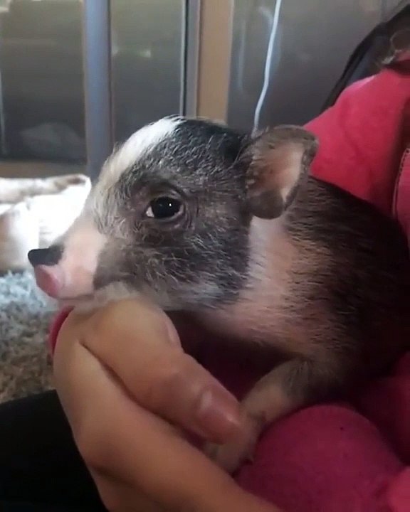 Quand un mini cochon fait un clin d’œil à la camera. Trop cute !