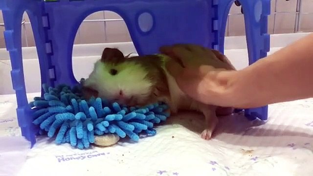 Ce cochon d'Inde est très exigeant. Trop cute !