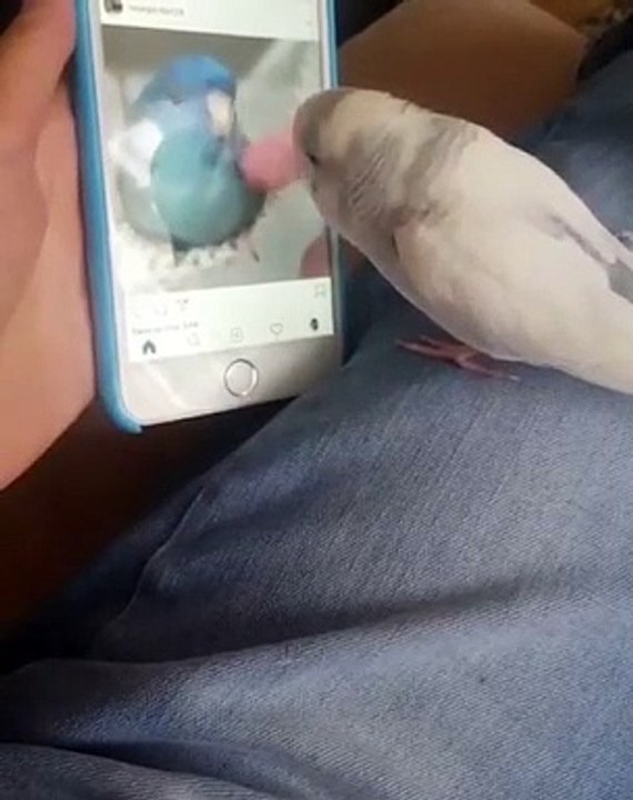 Quand un perroquet regarde des vidéos sur Instagram. Trop drôle !
