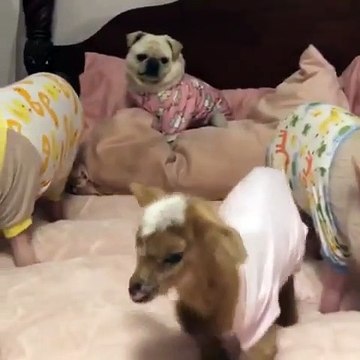 Quand un bébé chèvre, un cochonnet, un chiot et un chaton font une pyjama partie, voici ce que ça donne. Ahurissant !