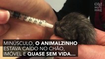 Esta mulher resgatou um gatinho recém-nascido abandonado na chuva