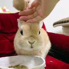 Quand on offre à son lapereau un jouet pas comme les autres !