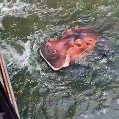 Quand un hippopotame mange de la banane. Étonnant !