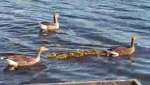 Toute une famille de canard se baladent ensemble sur l'eau. Magnifique !