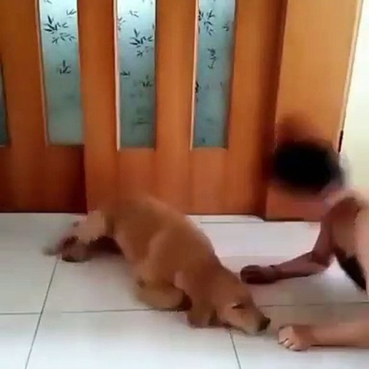 Ce renard arctique n'aime pas qu'on le dérange quand il mange. Regardez sa réaction !