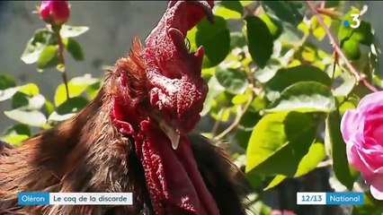 Charente-Maritime : le chant d'un coq au cœur d'une querelle entre voisins