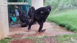 Gorillas React, Protect Babies From Rain in Viral Video - NBC 6