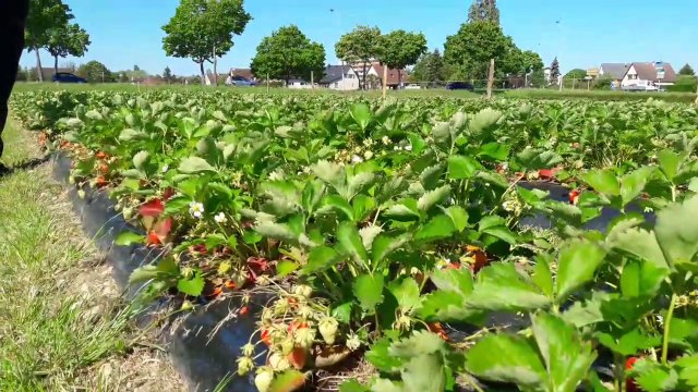 Cueillette de fraises à Saint-Louis: c'est pour ma fille que je l'ai fait