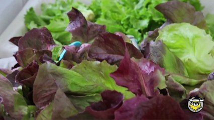 10 Dishes: Michael Anthony's Smoked Trout with Onions